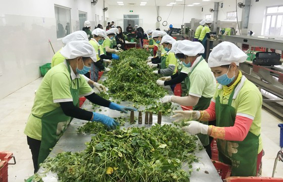 Ample space for boosting exports of processed agricultural products ảnh 1