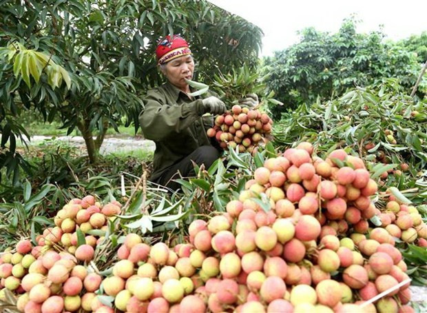 Japanese experts arrive in Vietnam to check fresh lychee for export ảnh 1