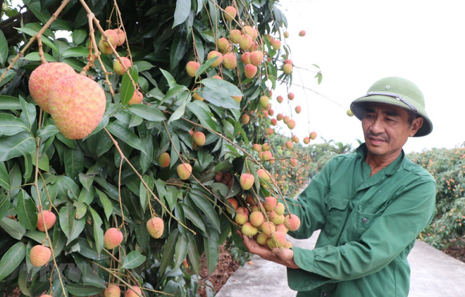 Bac Giang enjoys early harvest of “thieu” lychee ảnh 1