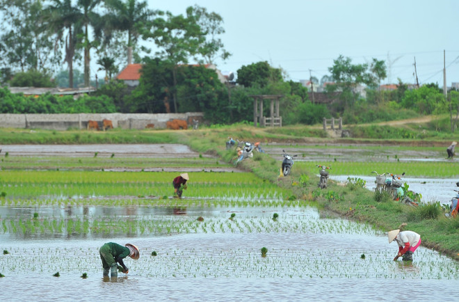 Ninh Binh: New-style countryside building efforts prove fruitful ảnh 1 Ninh Binh: New-style countryside building efforts prove fruitful ảnh 1