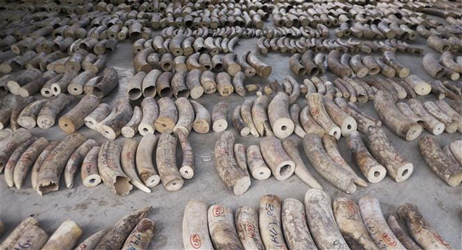 Singapore seizes record haul of illegal ivory ảnh 1 Singapore seizes record haul of illegal ivory ảnh 1