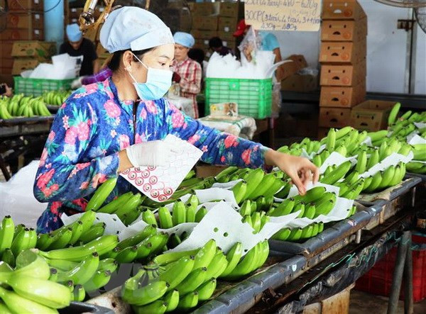 Over 491 million USD invested in processing farm produce in H1 ảnh 1