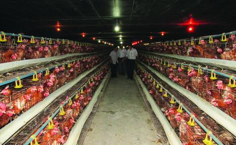 Livestock industry restructure imperative, cooperation needed: official ảnh 1 Livestock industry restructure imperative, cooperation needed: official ảnh 1