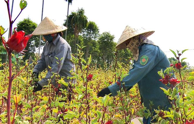 Measures deployed to lure more investment to agriculture ảnh 1 Measures deployed to lure more investment to agriculture ảnh 1