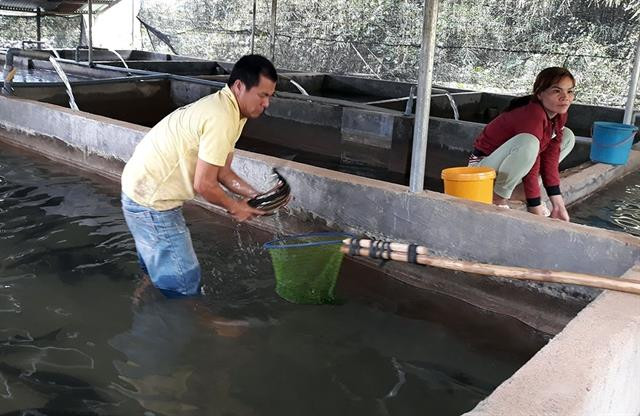 Farmers earn higher incomes from coldwater fish ảnh 1