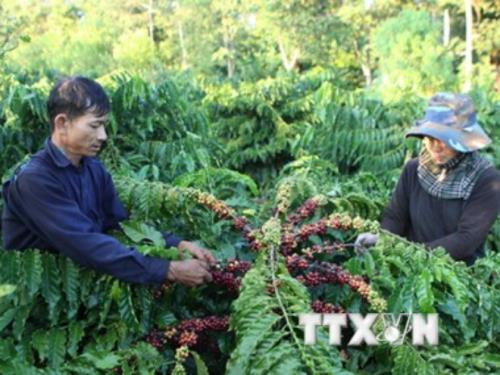 Coffee prices hit 12 month high ảnh 1