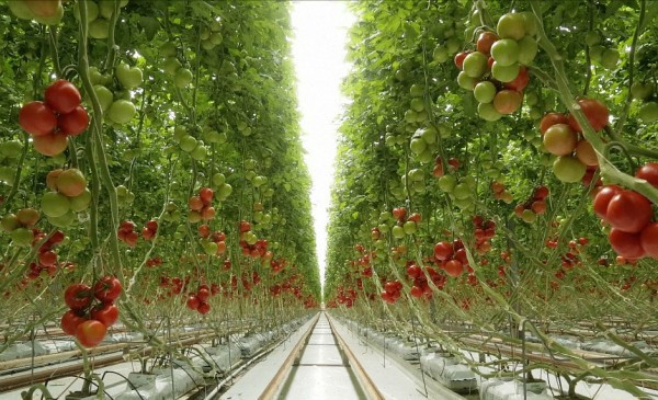 Vietnam, Netherlands eye further cooperation in sustainable development ảnh 2 Vietnam, Netherlands eye further cooperation in sustainable development ảnh 2