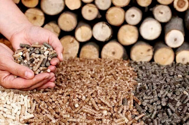 Bright future for wood pellet exports: experts ảnh 1