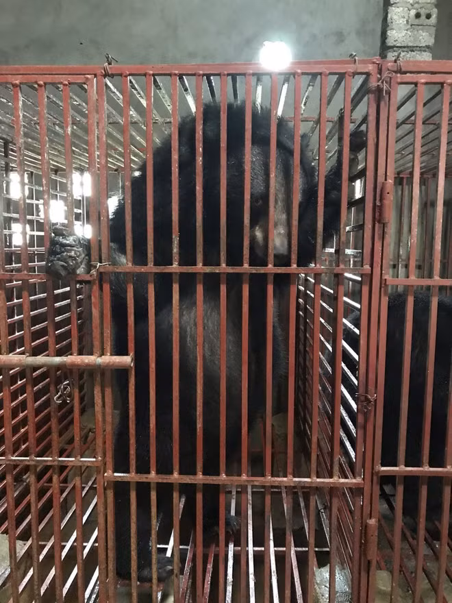 Nghe An: Three bears sent to Ninh Binh bear protection centre ảnh 1