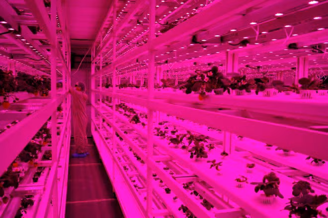 Singapore: From sky farms to lab-grown shrimp ảnh 1