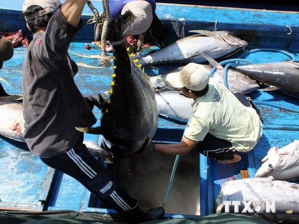 Binh Dinh accelerates high-tech fisheries production chains ảnh 1 Binh Dinh accelerates high-tech fisheries production chains ảnh 1