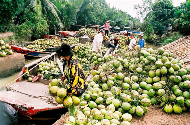 Ben Tre: Coconut growers, firms link up ảnh 1 Ben Tre: Coconut growers, firms link up ảnh 1