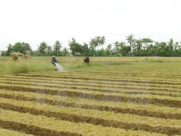 Binh Dinh: Scallions dried up by drought ảnh 1