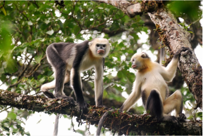 Efforts needed to conserve rare primates in Ha Giang ảnh 1