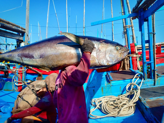 Vietnam’s tuna exports drop sharply in August ảnh 1