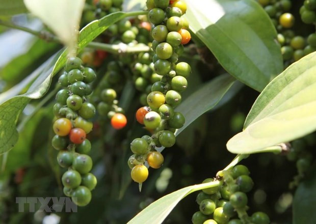 Vietnam sees surges in pepper exports to France in 7 months ảnh 1 Vietnam sees surges in pepper exports to France in 7 months ảnh 1