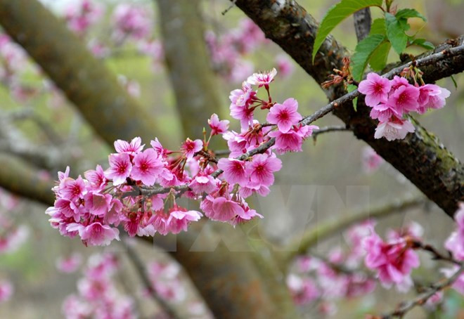 Ha Long cherry blossom festival 2016 to bloom ảnh 1