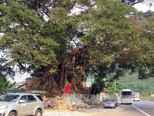 Ancient banyan in Thua Thien–Hue named heritage tree ảnh 1 Ancient banyan in Thua Thien–Hue named heritage tree ảnh 1