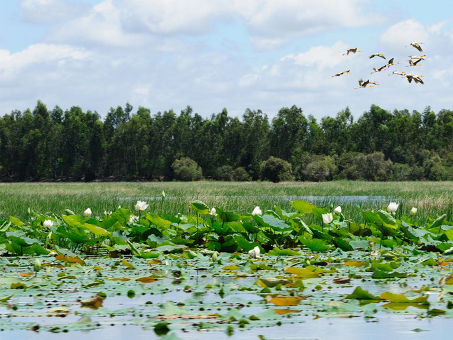 Eco-friendly tour launched at Tram Chim National Park ảnh 1