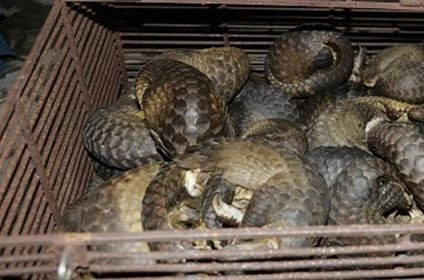 Illegal wild animal trading ring busted in Ha Tinh province ảnh 1 Illegal wild animal trading ring busted in Ha Tinh province ảnh 1