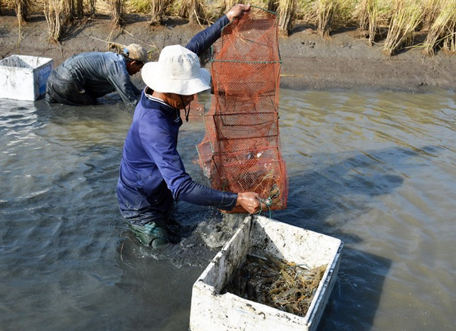 Mekong Delta farmers reap high profits from breeding giant river prawn ảnh 1 Mekong Delta farmers reap high profits from breeding giant river prawn ảnh 1