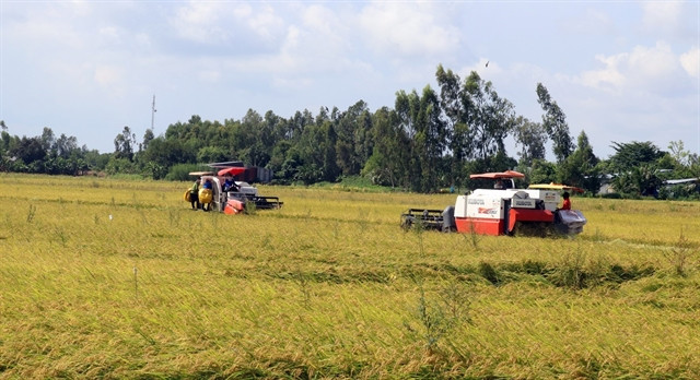 Thousands of hectares of rice affected by salinity, diseases in Kien Giang ảnh 1 Thousands of hectares of rice affected by salinity, diseases in Kien Giang ảnh 1