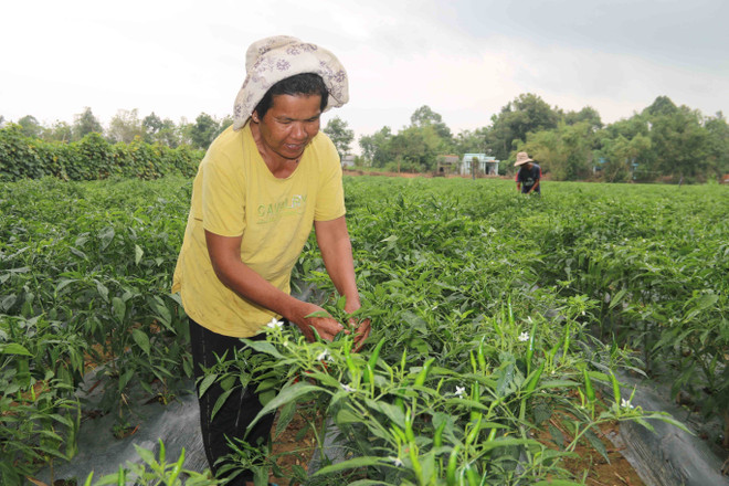 Tra Vinh lifts over 4,000 households out of poverty in 2020 ảnh 1 Tra Vinh lifts over 4,000 households out of poverty in 2020 ảnh 1