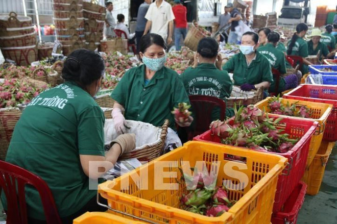 Fruit and vegetable exports hit over 3.2 billion in 2020 ảnh 1