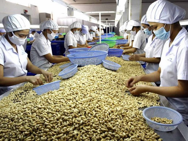 Vietnam’s two-month cashew exports to US up ảnh 1
