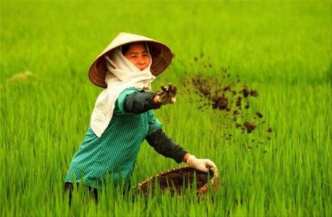 Demand for organic fertiliser rises ảnh 1