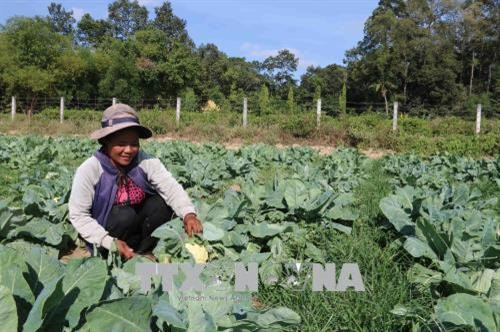 Tra Vinh farmers lend farmland for free to poor ảnh 1