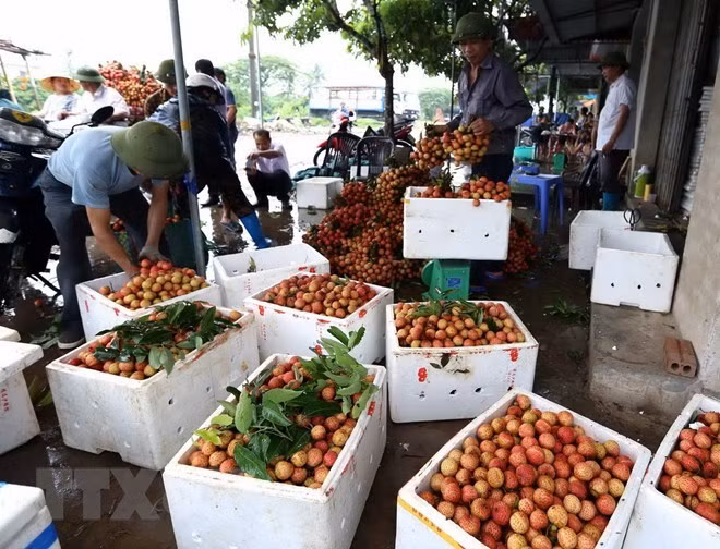 Thanh Ha litchis to be introduced to customers in Hanoi ảnh 1