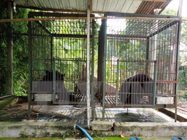 Three captive Tibetan bears transferred to care unit ảnh 1