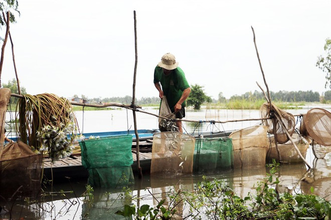 Mekong floods likely to arrive early this year ảnh 1 Mekong floods likely to arrive early this year ảnh 1