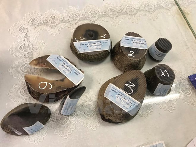 More rhino horns seized at Tan Son Nhat airport ảnh 1