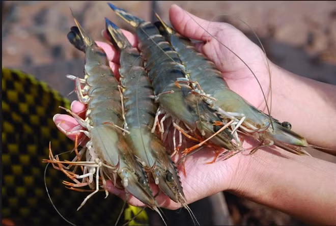 Seafood exports to US face tough recovery ảnh 1