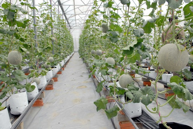 Vietnam to attend agricultural technology expo in India ảnh 1 Vietnam to attend agricultural technology expo in India ảnh 1