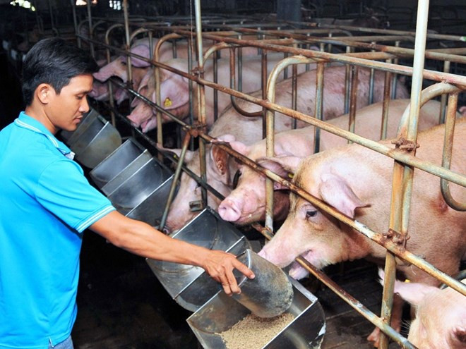 Unprofitable animal farming hurts agricultural production in Dong Nai ảnh 1 Unprofitable animal farming hurts agricultural production in Dong Nai ảnh 1