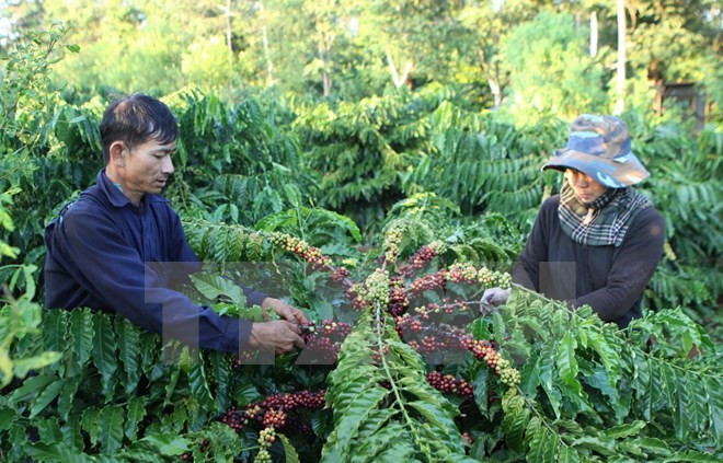 Dak Lak promotes sustainable coffee production ảnh 1