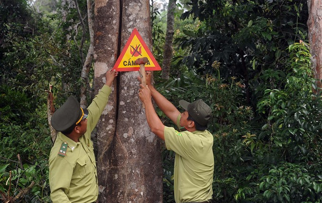 Sustainable forests project launched ảnh 1 Sustainable forests project launched ảnh 1