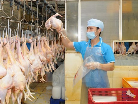 VN seeks to boost livestock product exports ảnh 1 VN seeks to boost livestock product exports ảnh 1