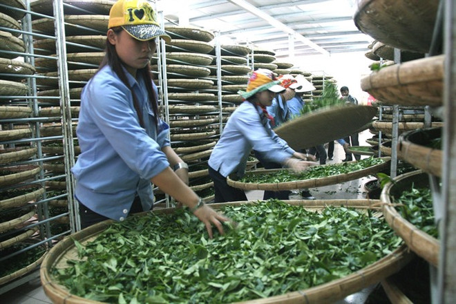 Vietnam’s tea exports down in both volume and value ảnh 1 Vietnam’s tea exports down in both volume and value ảnh 1