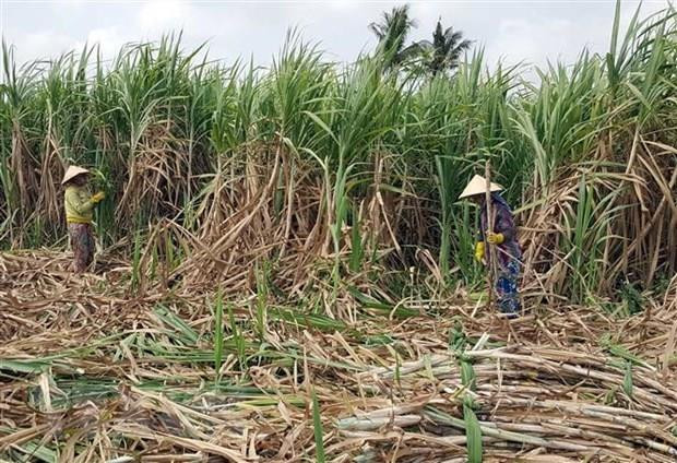 High-tech farming significant to improve sugarcane quality, productivity ảnh 1 High-tech farming significant to improve sugarcane quality, productivity ảnh 1