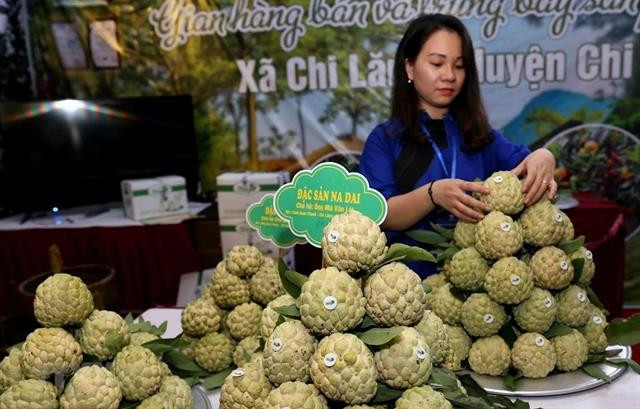 Lang Son promotes local Chi Lang custard-apple in Hanoi ảnh 1 Lang Son promotes local Chi Lang custard-apple in Hanoi ảnh 1