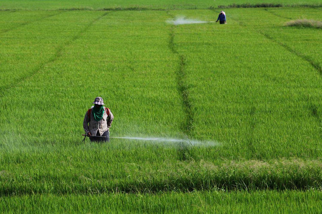 Thailand ceases licensing agricultural chemicals ảnh 1