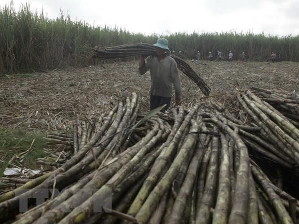 Rising treat for sugar producers after ATIGA ảnh 1