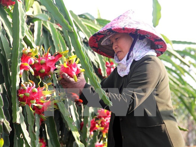 Agricultural sector likely to achieve growth target this year ảnh 1