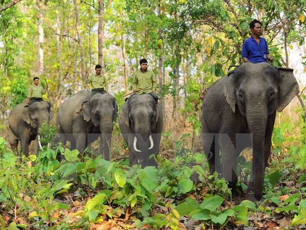 Elephant sanctuary established in Quang Nam ảnh 1 Elephant sanctuary established in Quang Nam ảnh 1