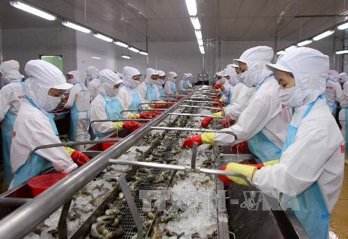 Efforts made to control disease safety in shrimp exported to Australia ảnh 1