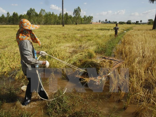 USAID, IFAD assist Cambodian with agricultural development ảnh 1 USAID, IFAD assist Cambodian with agricultural development ảnh 1